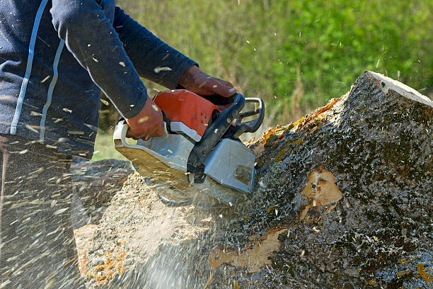 Best Emergency Storm Tree Removal  in Hazel Dell, WA